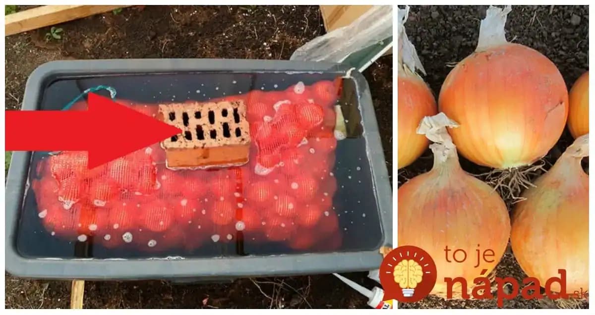 Keď budete sadiť cibuľu držte sa tejto jednoduchej rady a úroda sa vám znásobí: Ja to robím každý rok a mám jej na rozdávanie!