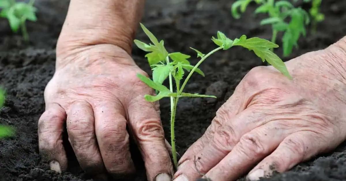 Kedy a ako si sadiť zeleninu do záhrady: Správny KALENDÁR na výsadbu sadeníc a semien!