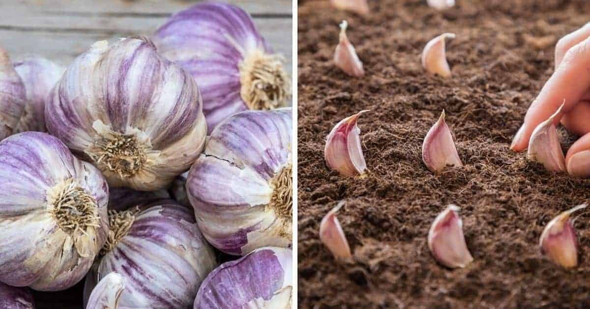 Naučte sa, ako pestovať cesnak v kvetináči a už ho nikdy nemusíte kupovať: TU je postup!