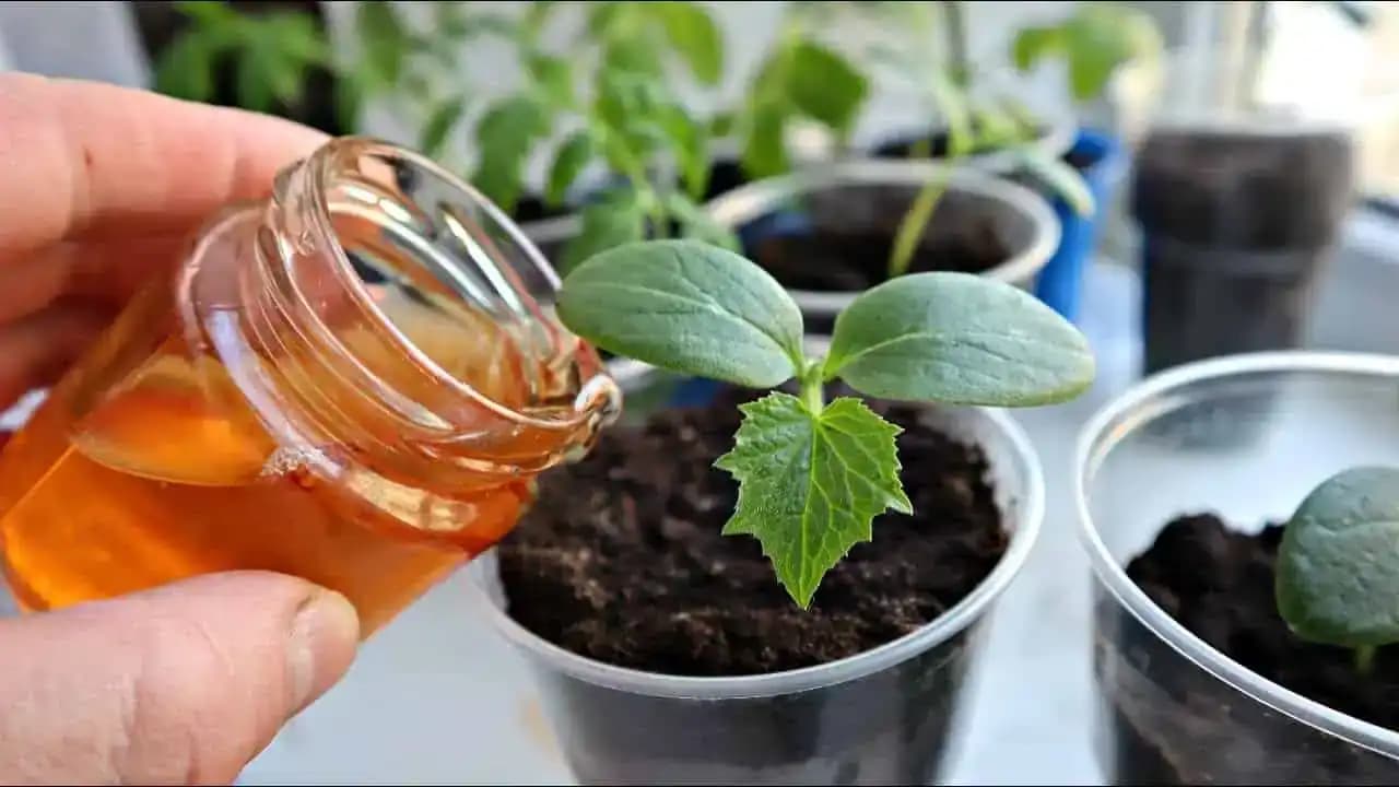 Majiteľ záhradníctva mi poradil túto výživu na priesady uhoriek: Minulý rok som úrodu musel aj rozdávať!