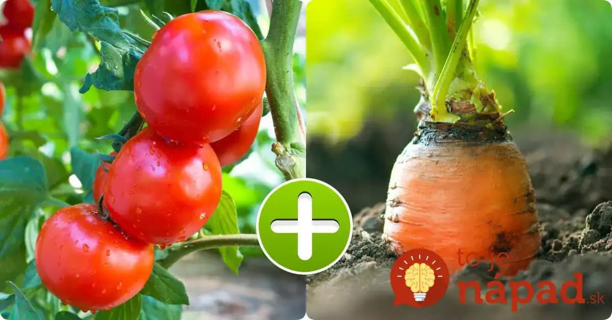 Paradajky neznášajú uhorky a milujú mrkvu: Vysaďte rastliny podľa tejto schémy a zdvojnásobíte si úrodu – kompletný prehľad!
