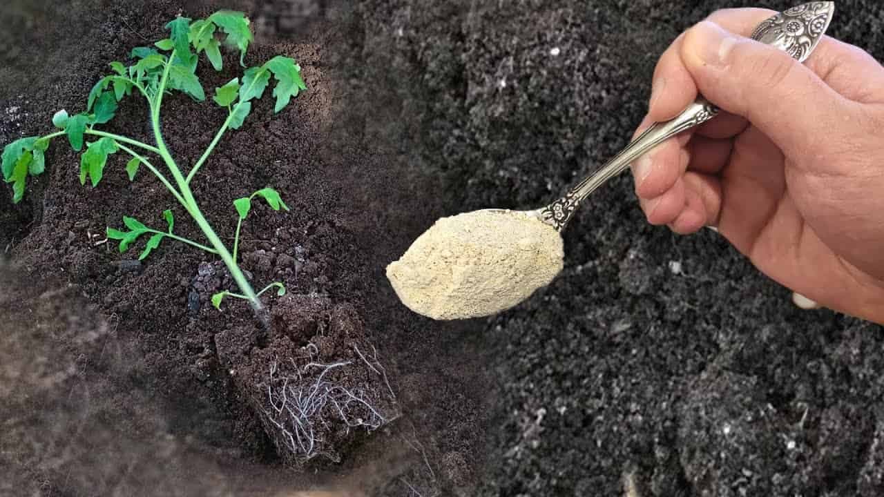 Pri sadení paradajok to nasypte každej do jamky: Okamžite začnú rásť, prinesú veľkú úrodu a nebudú choré!