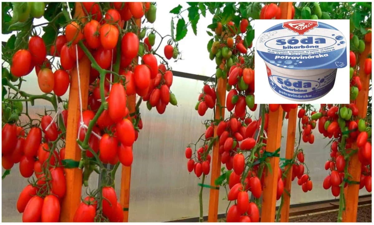 Po obyčajnej sóde rastú PARADAJKY ako divé: Žiadna pleseň, choroby a úrody máme 5x toľko!