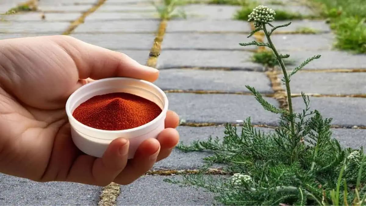 Toto zahubí všetky buriny za 1 minútu: Ani kvapka jedu!