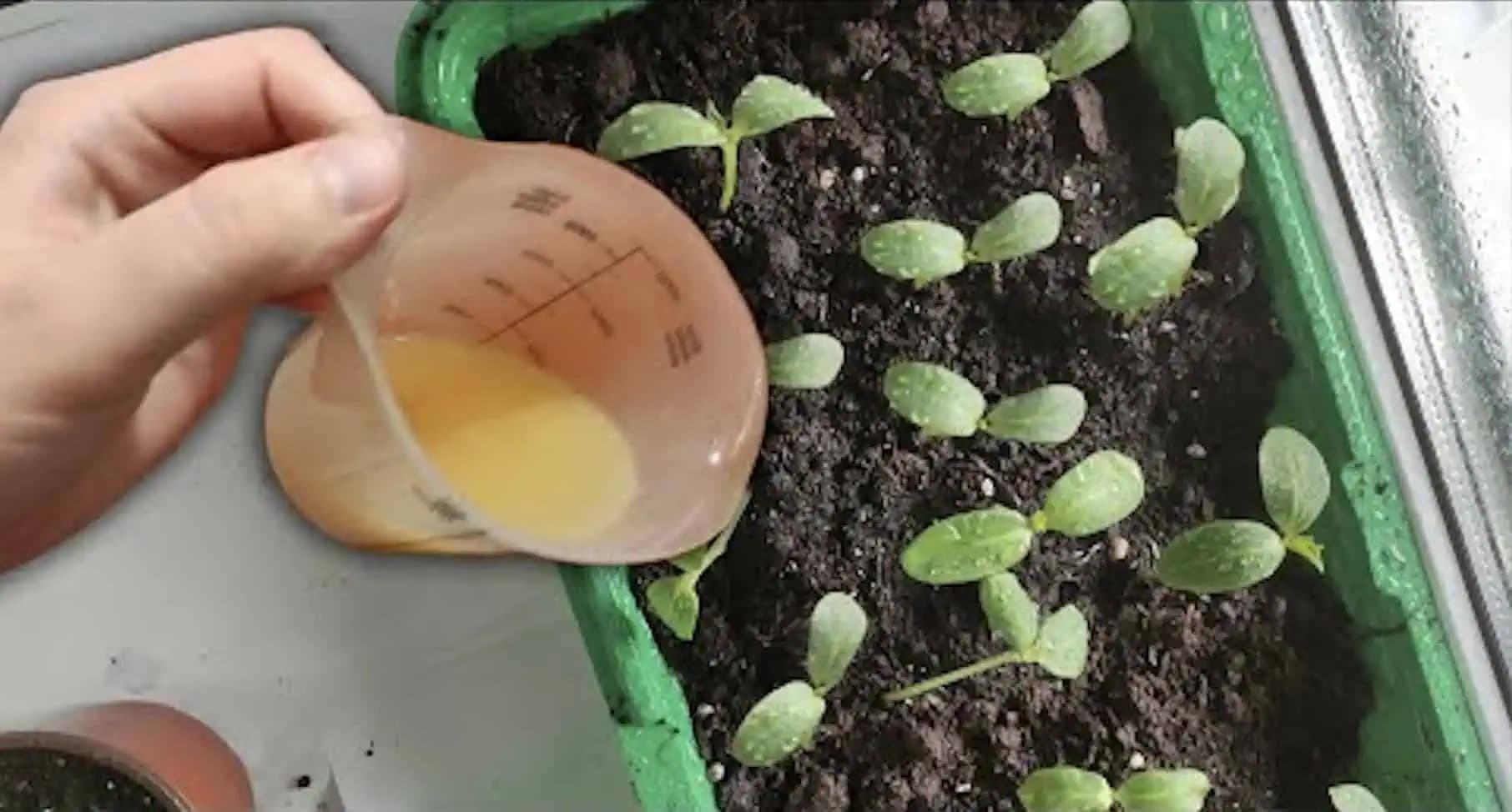 Po tomto KŔMENÍ rastú všetky priesady oveľa rýchlejšie: Dajte im to v marci/apríli a ešte nikdy ste nevideli toľko úrody!