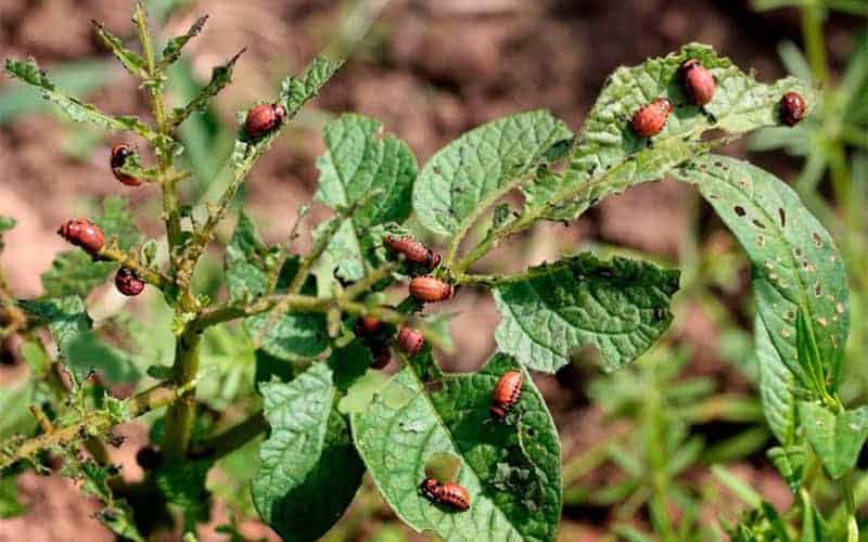 Môj sused nikdy nemá na ZEMIAKOCH ani jednu mandelínku: Zabudnite na chémiu, toto je jeho tajomstvo!