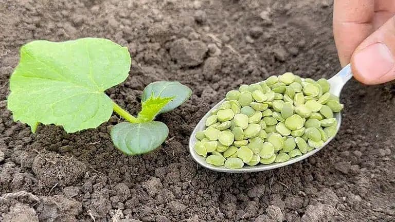 Nikdy bez toho nesaďte uhorky: Hoďte ho do jamky, keď budete sadiť priesady do záhrady!