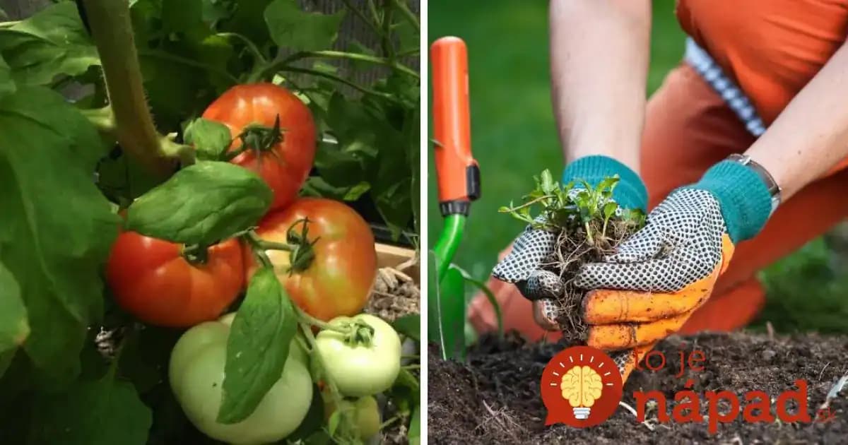 17 najlepších susedov: Ak zasadíte tieto rastliny vedľa seba, nepotrebujete hnojivá ani postreky proti škodcom!