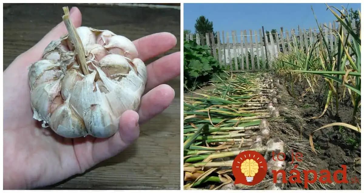 Držte sa tohoto a nebudete stíhať zberať: Toto by mal vedieť každý, kto sa chystá pestovať domáci cesnak!