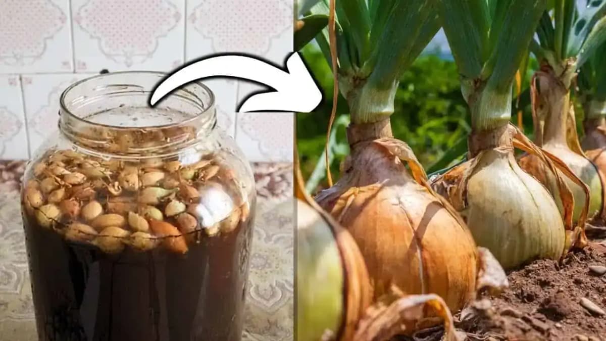 Chcete veľa veľkej cibule? Pred sadením ju nevyhnutne namočnte do tejto vody!