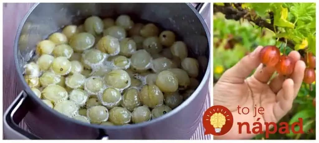 Keby vám babička radila, čo zasadiť v záhrade, poradila by vám egreš: Zázrak, ktorý lieči a nemusíte ho ani jesť!