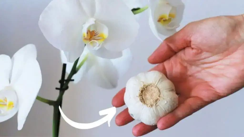 Dala som CESNAK svojim orchideám a do dvoch týždňoch mi všetky bohato kvitnú: Pomáha to VŠETKÝM kvetom!Čo potrebuje orchidea? Najlepšia domáca výživa, ktorá funguje!