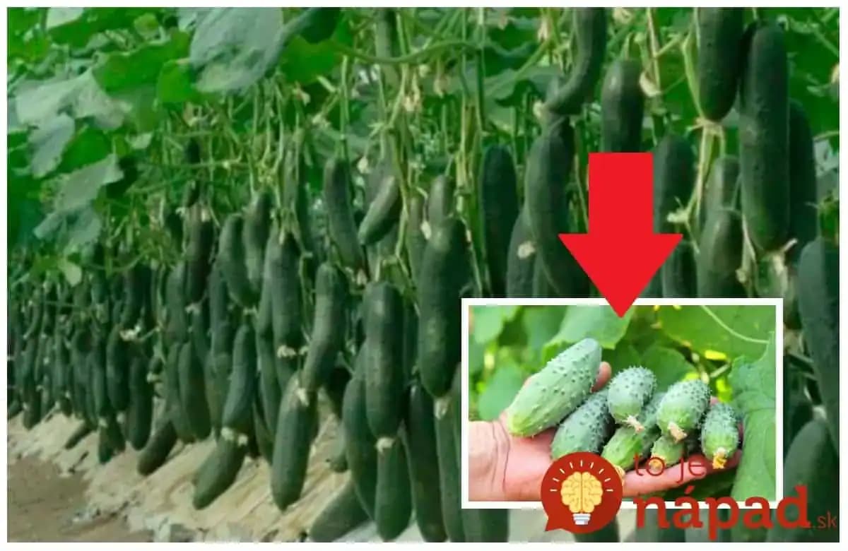 3-násobné výnosy uhoriek a žiadne choroby: Pripravte sa, že s touto metódou budete musieť rozdávať celej rodine!