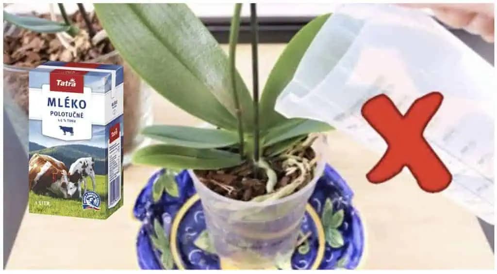 Po obyčajnom MLIEKU rastie moja orchidea ako divá: Žiadne choroby a kvetov má 5x toľko!