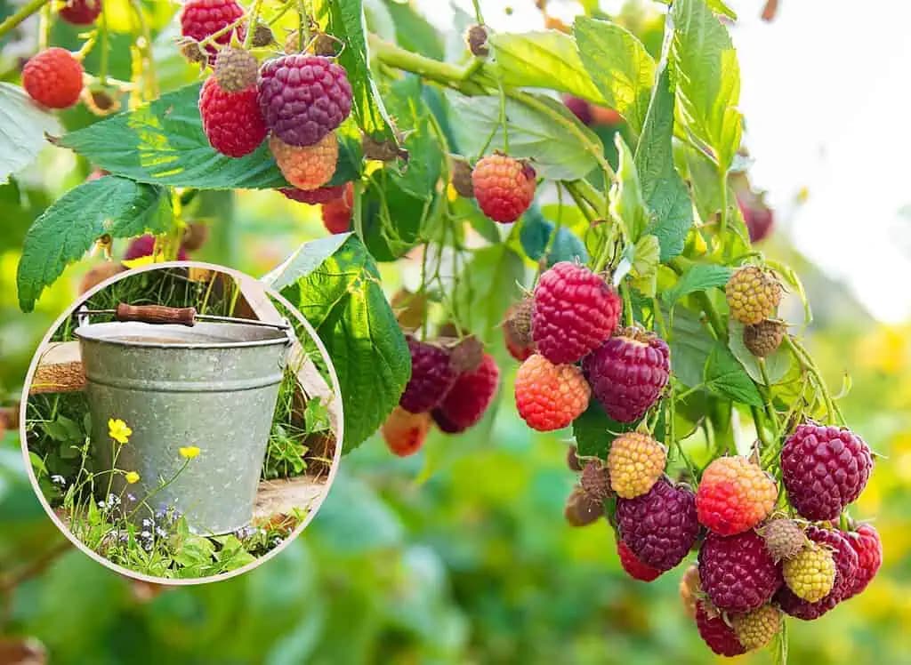 Polejte všetky malinové kríky týmto prírodným hnojivom: Konáre budú doslova obsypané plodmi!