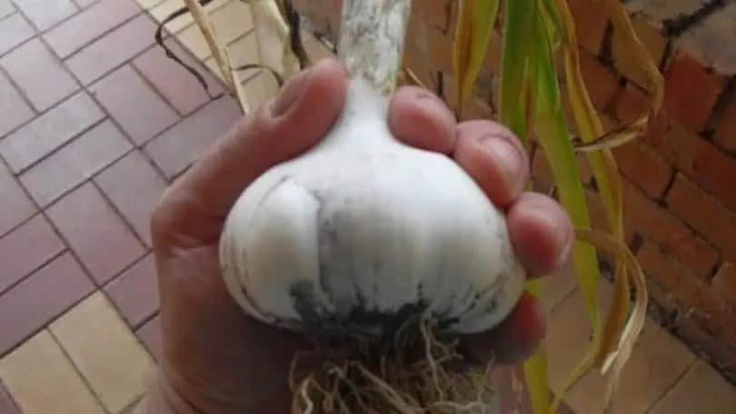 Túto radu mi dal pred rokmi svokor – každý, kto chce veľa veľkých hlávok cesnaku, potrebuje poznať LEN tieto 3 TAJOMSTVÁ!