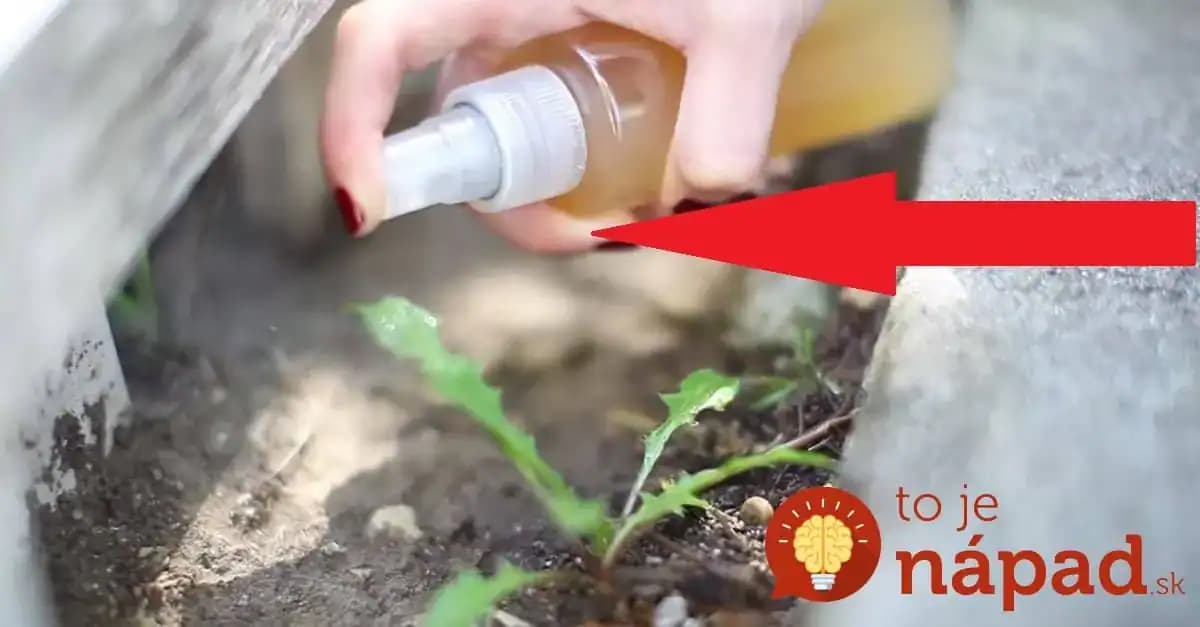 Toto je dôvod, pre ktorý by ste mali mať jablčný ocot vždy poruke!