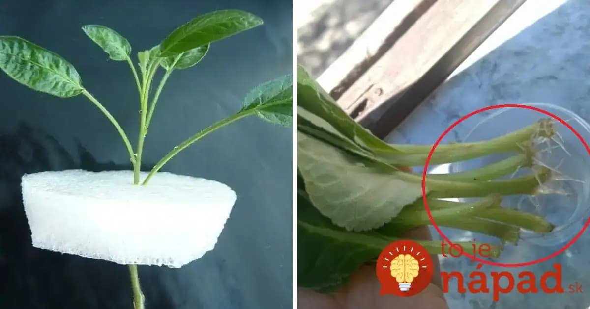 Z jednej rastlinky 10 nových za 2 týždne: Geniálny zlepšovák, ako rozmnožovať rastliny z odrezkov!