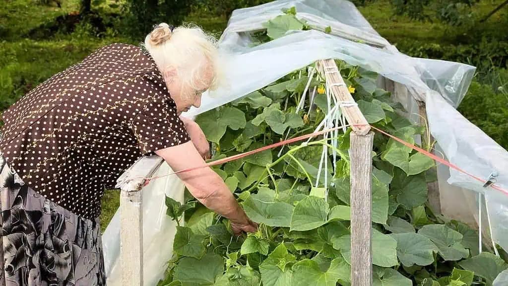 Babička si ním posypala uhorky a tie jej nikdy nezvädli: Len hrsť z toho, čo máte v kuchyni!