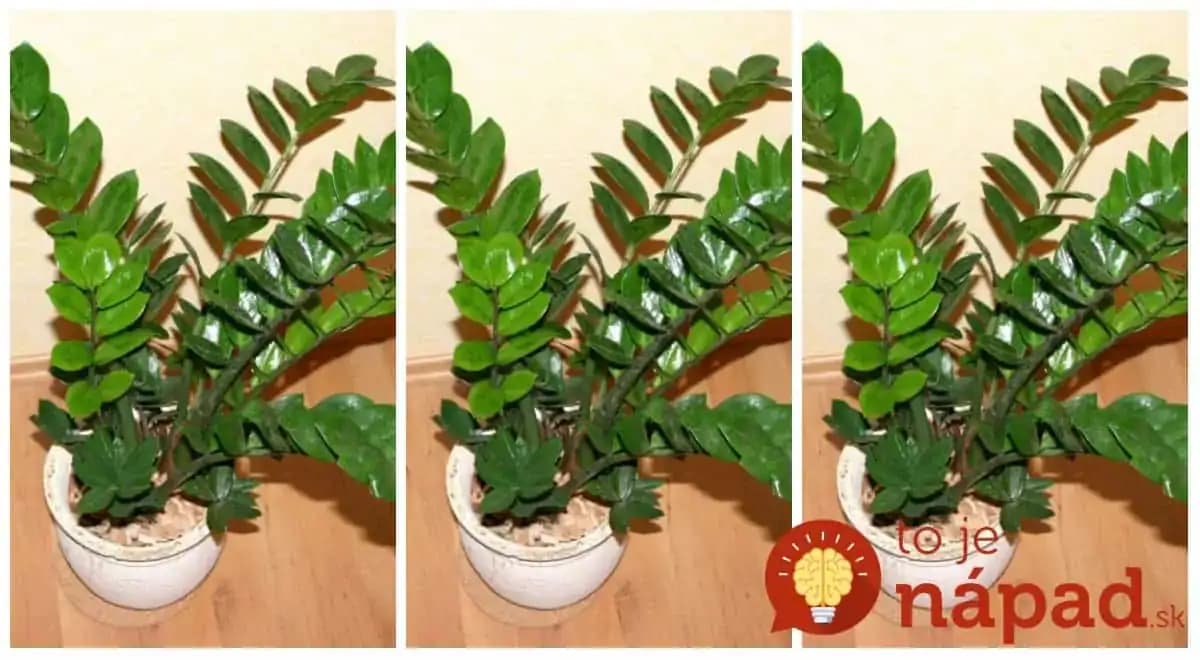 Túto izbovku by mal mať doma každý: Nemusíte ju kupovať, stačí 1 list a takto ľahko ju rozmnožíte!