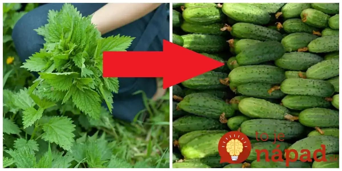 Uhorky milujú žihľavu a cesnak vylieči vaše izbovky: 15 zlatých rád do záhrady, ktoré vám zdvojnásobia úrodu!