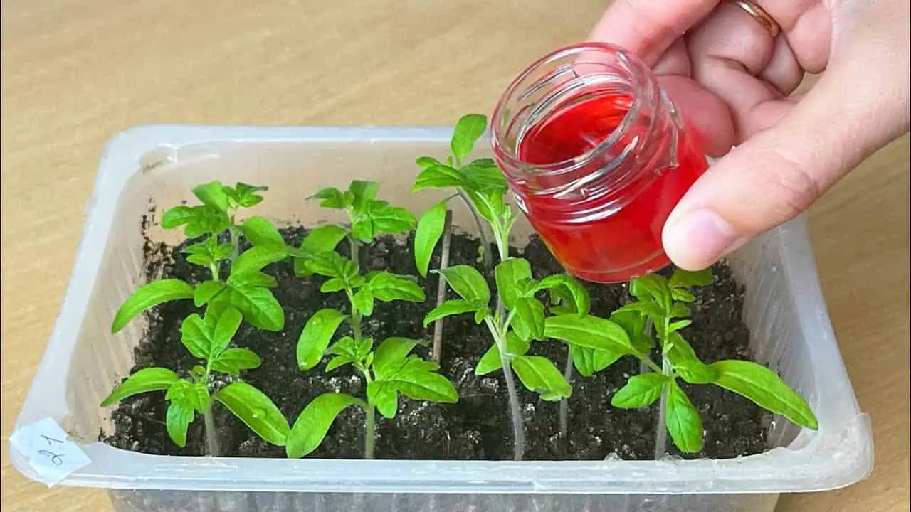 Už za TÝŽDEŇ majú moje paradajky stonky HRUBŠIE AKO MALÍČEK! Sadenice polievam týmto odvarom!