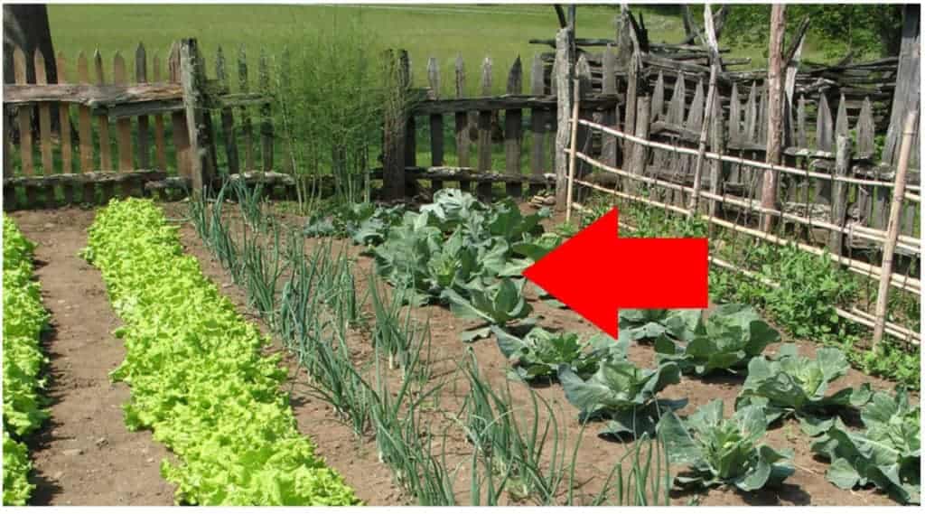 Záhradkári, toto si ULOŽTE a VYTLAČTE, aby ste to už nikdy nestratili: Tabuľka, ako vysádzať zeleninu v záhrade – držte sa toho a máte vyhraté!