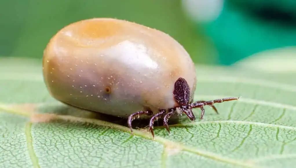 Kliešte sa ho BOJA ako ohňa: Budete v bezpečí, pretože tento trik VŽDY funguje!