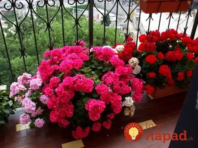 Nestojí to ani 1 Euro: Môj rokmi overený trik, ako prinútiť muškáty kvitnúť celú sezónu-až do jesene!