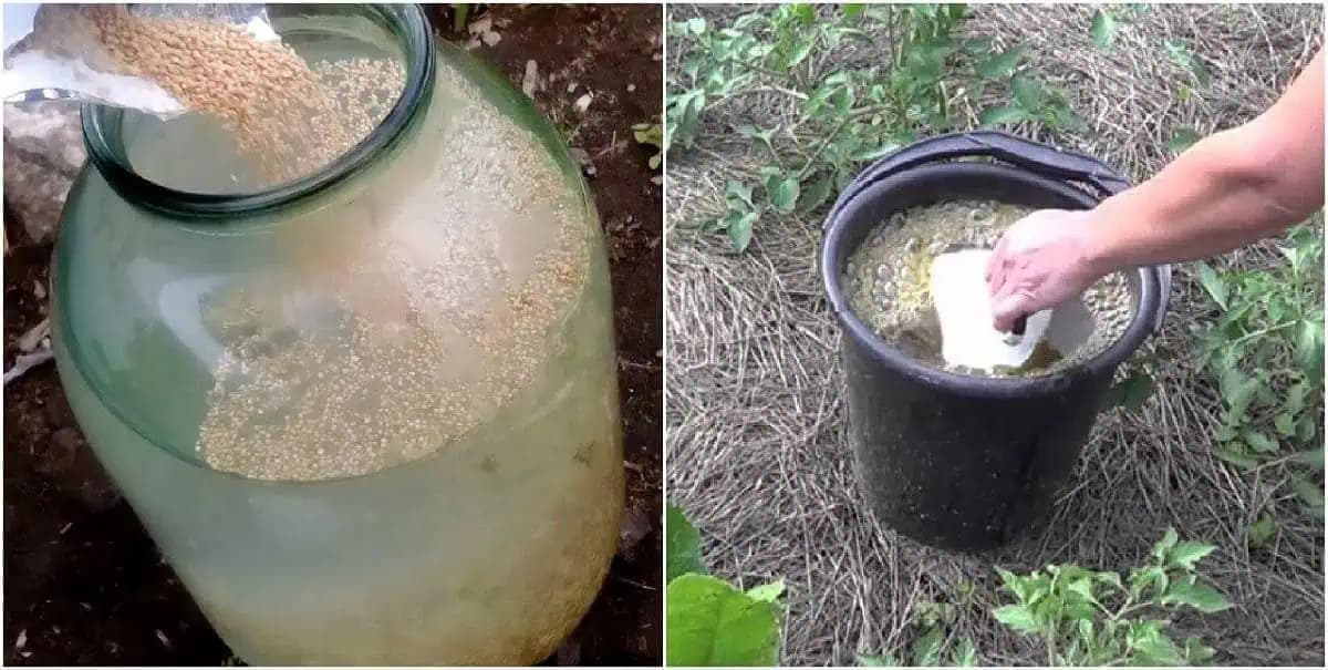 KVASNICE – najlepšie prírodné a účinné hnojivo pre bohatú úrodu: RECEPT!