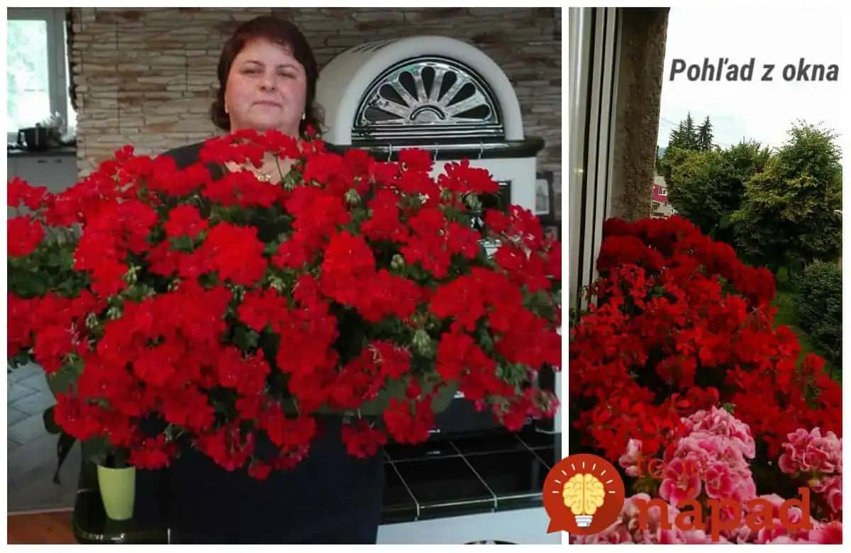 Pani Monika má muškáty ako z rozprávky: Prezradila nám tajomstvo bujarého kvitnutia, teraz to môže vyskúšať každý!