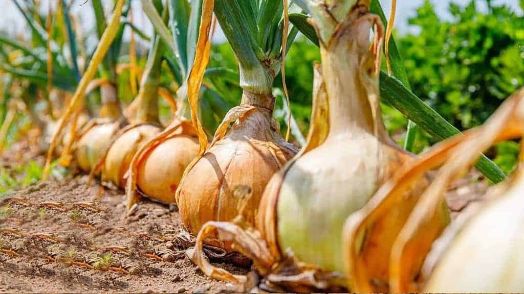 DVOJNÁSOBNÉ výnosy cibule: Pred zasadením to nevyhnutne pridajte do zeme!