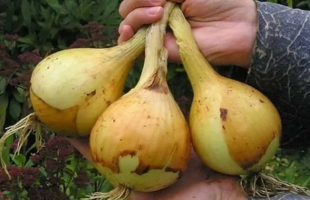 NÁVOD, ako získať extra bohatú úrodu cibule, ktorá vydrží CELÝ ROK: Skúsenosť pestovateľa!