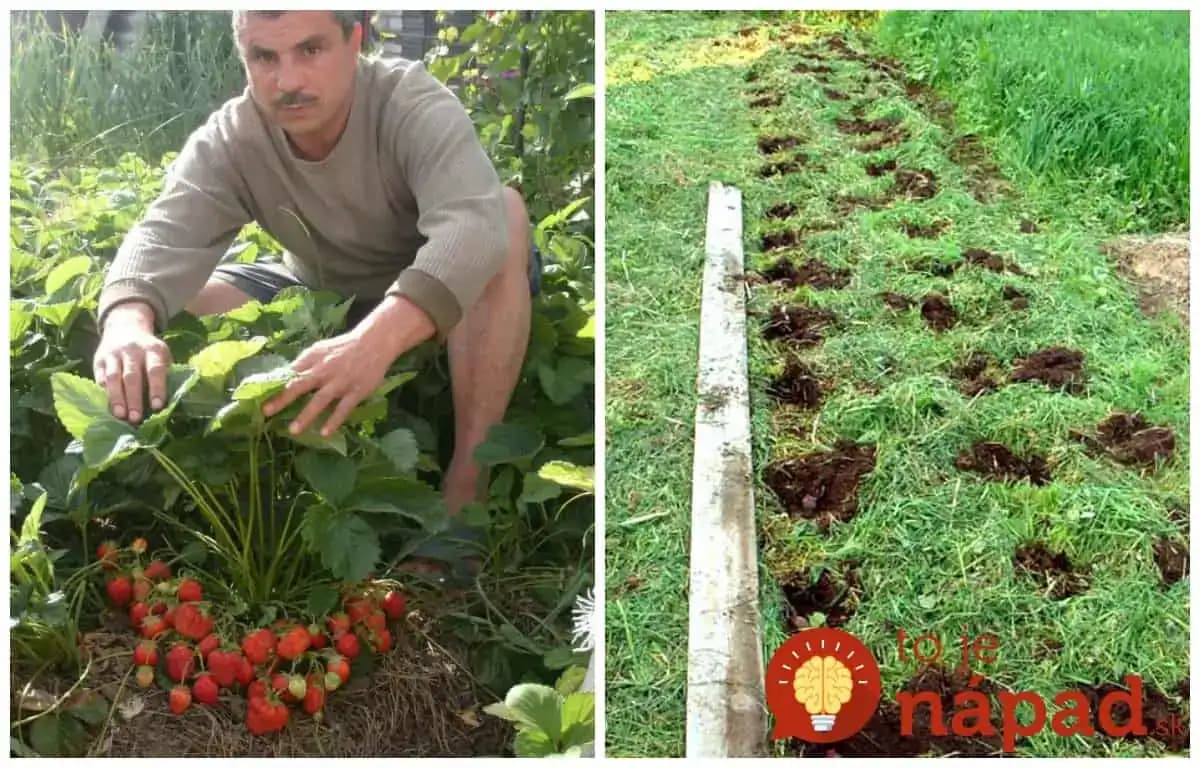 Je čas pozrieť sa na jahody: Rady s ktorými budete žať extra veľkú úrodu každý rok!