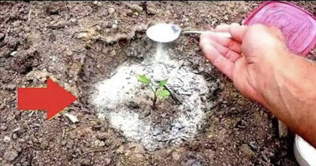 Viete, prečo treba dať paradajkám PRÁŠOK DO PEČIVA? Je to hlavný dôvod, prečo babkine rajčiny rodia v sezóne aj 5-krát viac!