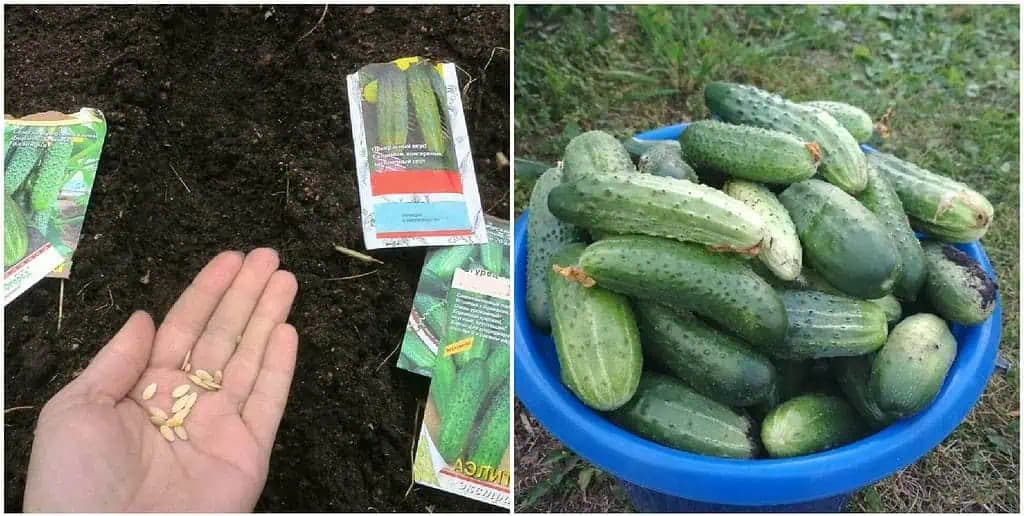 Aké uhorky tento rok zasiať? Vyberte TÚTO ODRODU – úrody dáva 10x viac, nezhorkne a nemá žiadne choroby!