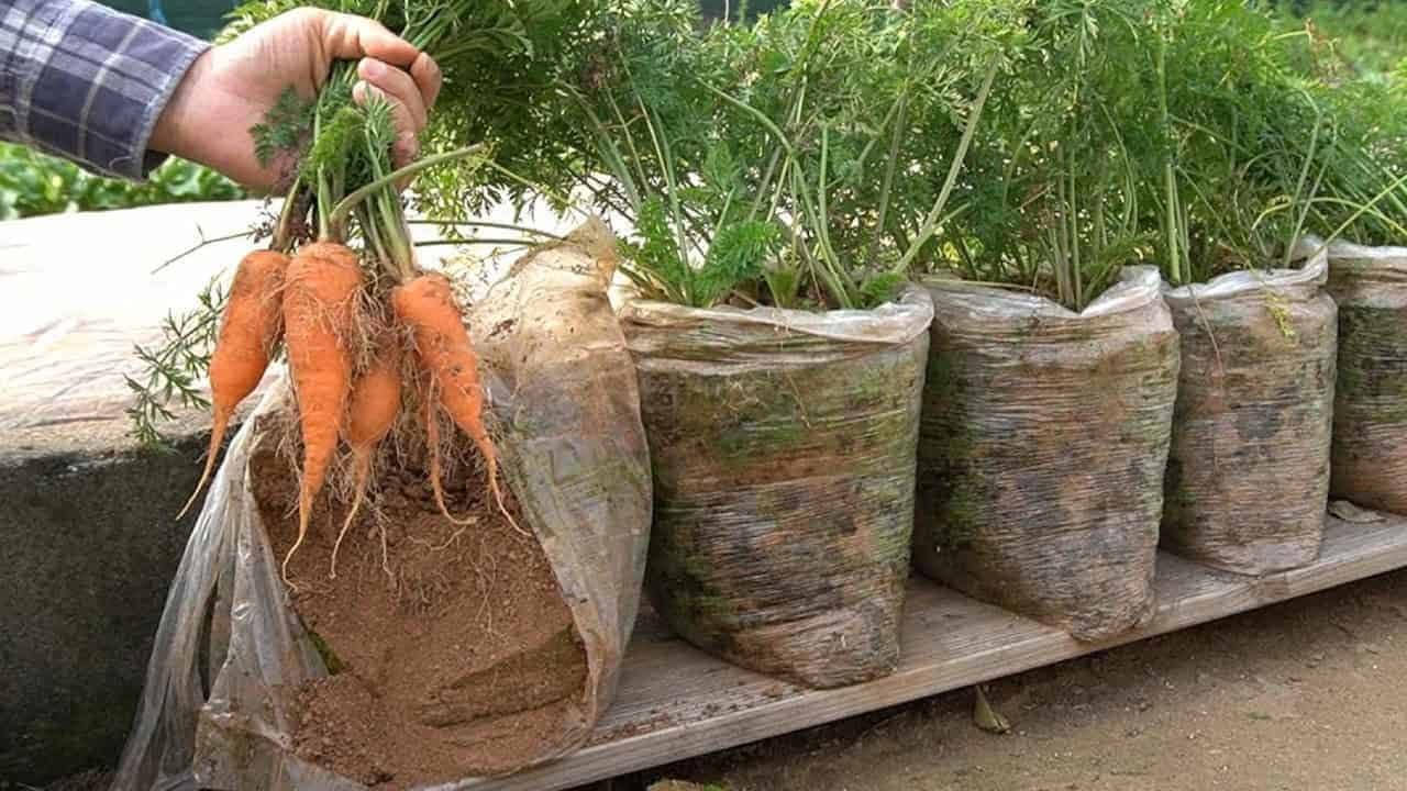 Naučte sa, ako pestovať MRKVU vo vreciach a už ju nikdy nemusíte kupovať: TU je postup!