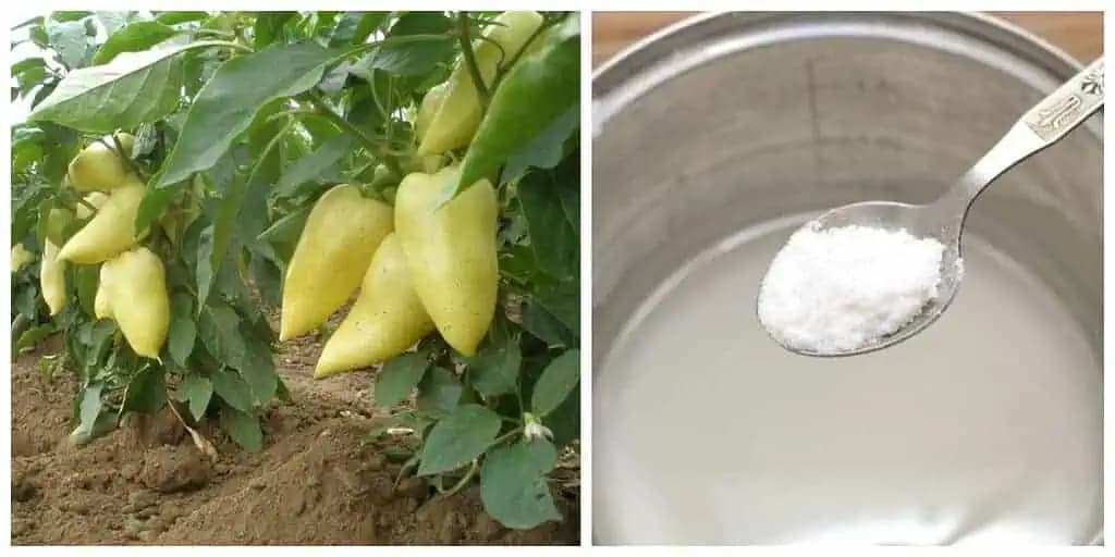 Korene papriky milujú toto hnojivo Z KUCHYNE a rodia po ňom ako divé: Radím to každému, kto chce ohromnú úrodu BEZ chémie!