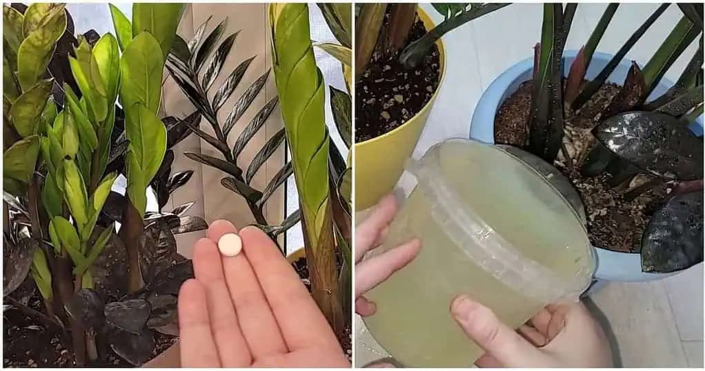 Pri zalievaní hodím do vody 1 tabletu a zamiokulkas vyženie veľa nových listov!