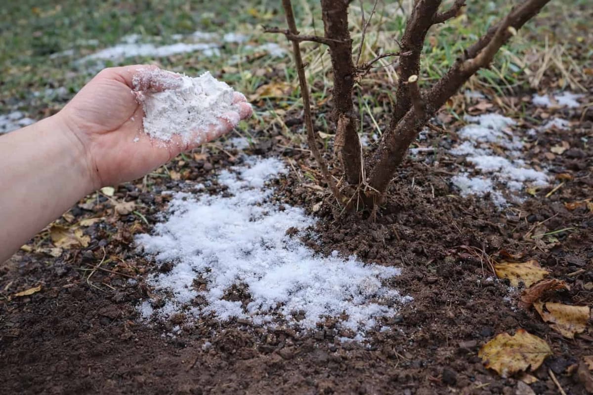 Toto jarné kŕmenie rieši všetko: Stromy rýchlo rastú, kvitnú a rodia trikrát viac!