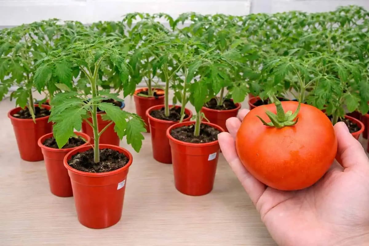 10 trikov pre silné sadenice paradajok, o ktorých skúsení pestovatelia mlčia