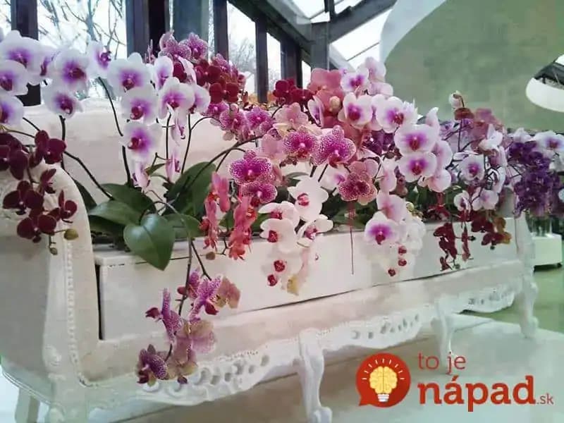 Odkvitla vám orchidea? TOTO musíte urobiť, aby opäť zakvitla!