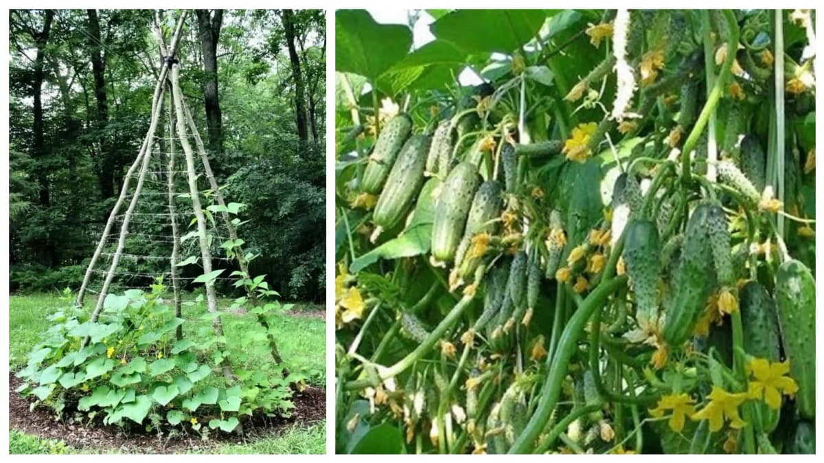 9 tajomstiev pestovania uhoriek, ktoré by mal poznať každý, kto chce bohatú úrodu zdravých plodov!