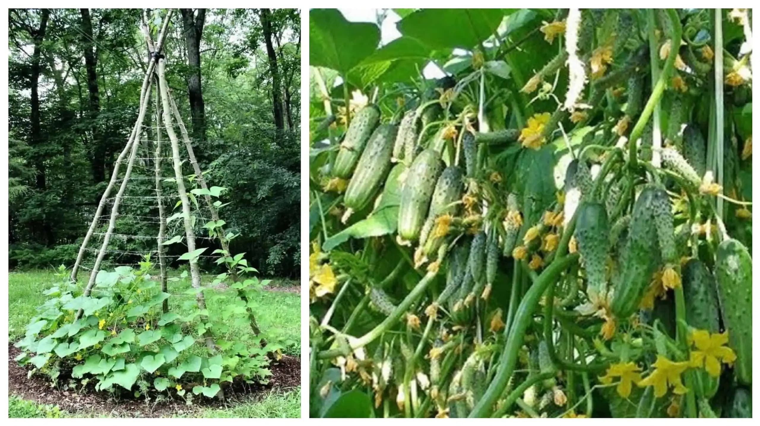 9 tajomstiev pestovania uhoriek, ktoré by mal poznať každý, kto chce bohatú úrodu zdravých plodov!