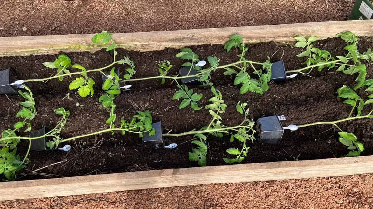 Takto sadím PARADAJKY a v záhrade rastú ako divé: Žiadna pleseň, choroby a úrody máme 5x toľko!