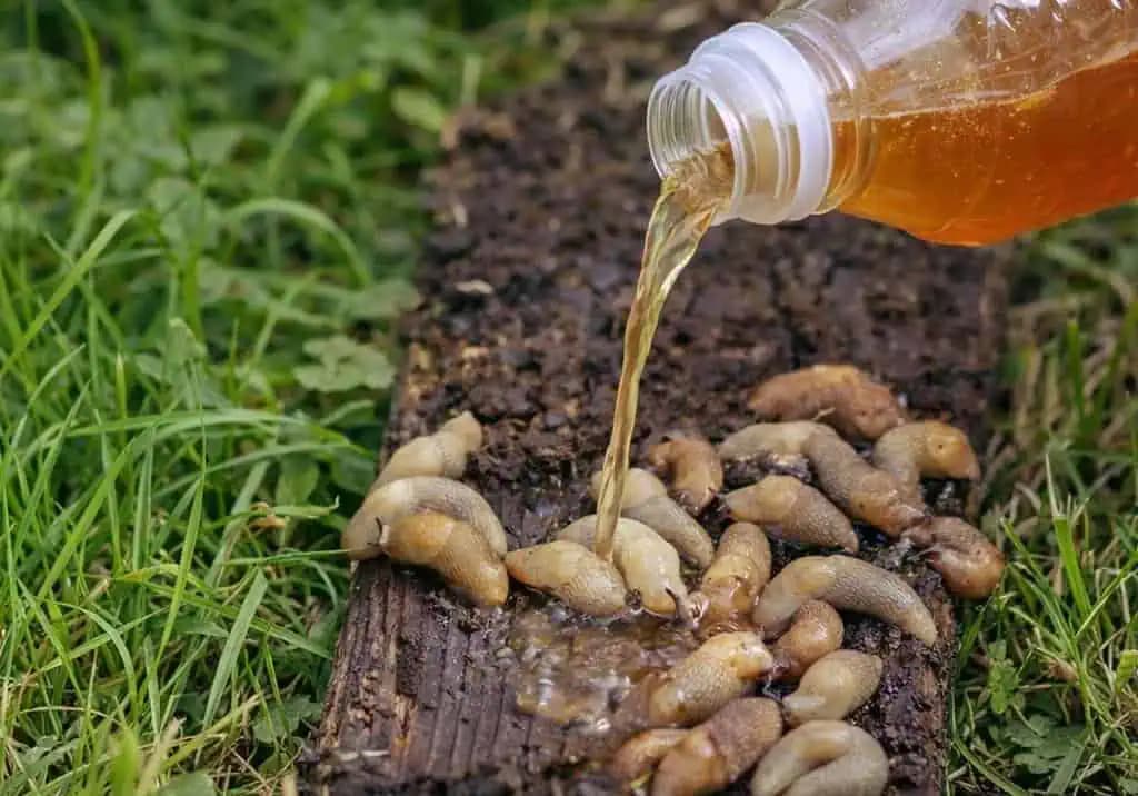 Už žiadne slizniaky v záhrade: čo robiť v apríli, aby ste ich v lete nevideli