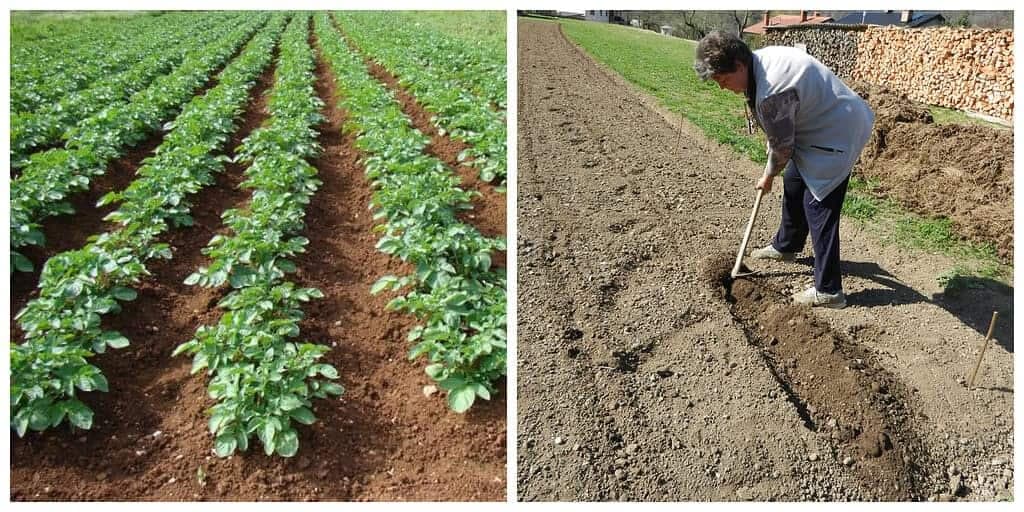NOVÁ metóda výsadby zemiakov trhá rekordy: Dajte do zeme TOTO a neuveríte, aká bohatá bude úroda!