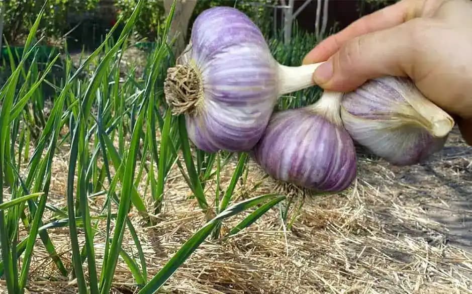 6 záhradkárskych TRIKOV, s ktorými dopestujete hlávky cesnaku veľké ako jablká: Úroda ako z obrázku!