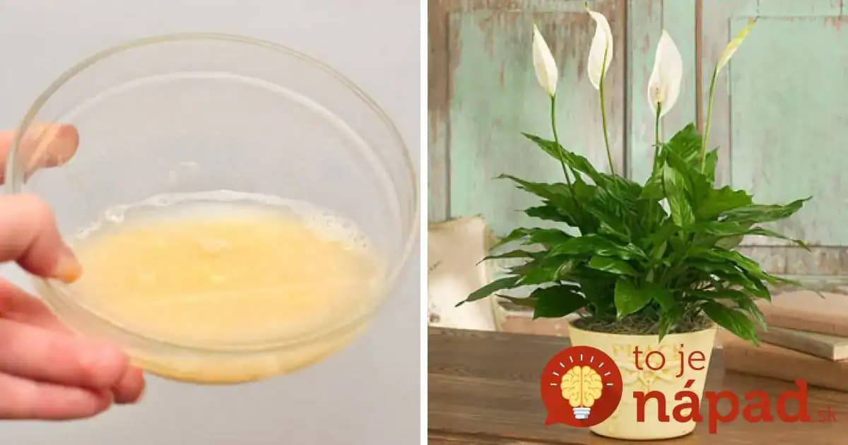 Keď nekvitnú, sú bez života a rastú pomaly: Domáci „Energeťák“ pre izbovky – aj staršie rastlinky budú prekvitať ako nikdy!