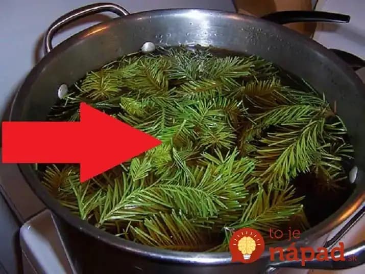 Stačí ich len natrhať a zaliať: Tento recept zo smrekových výhonkov lieči reumu, tíši bolesť kĺbov a je záchrana pri kŕčoch!
